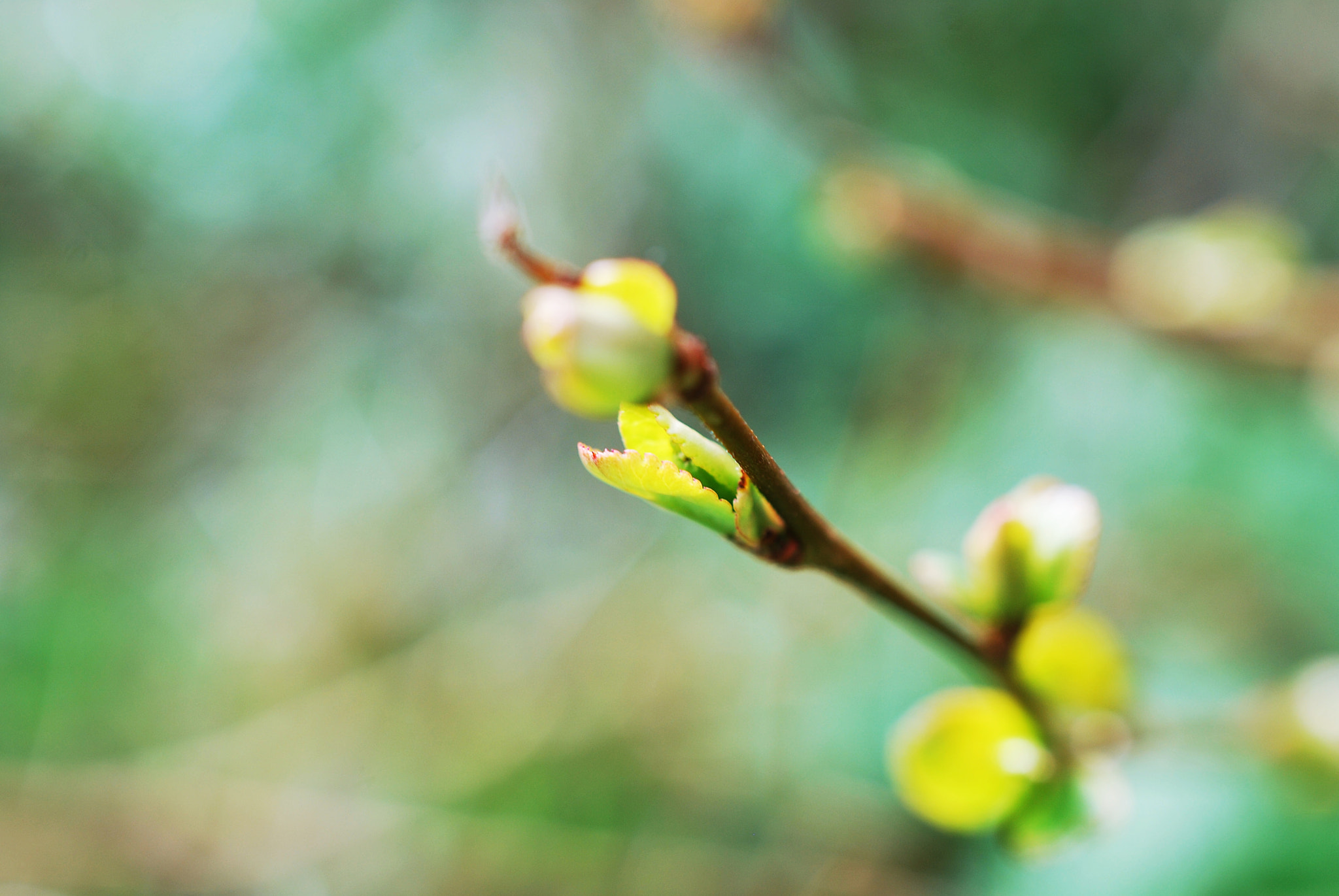 Nikon AF-S DX Micro Nikkor 40mm F2.8 sample photo. Growth photography