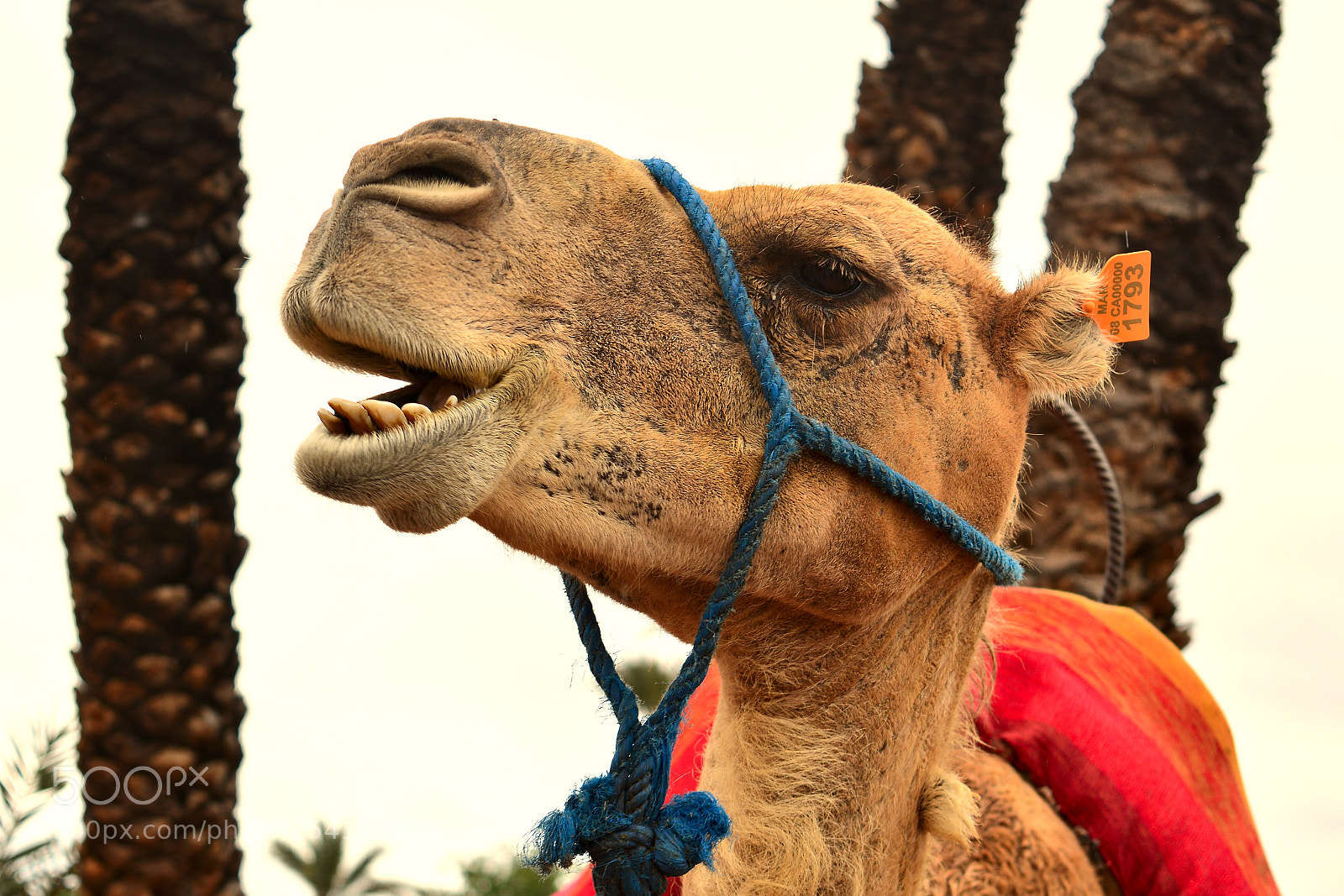 Nikon D5200 sample photo. Camel photography