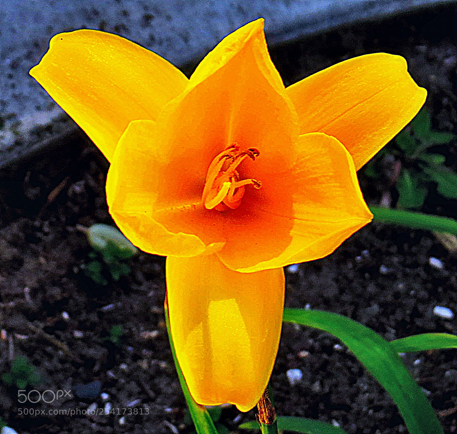 Canon PowerShot SX50 HS sample photo. A gold flower in photography