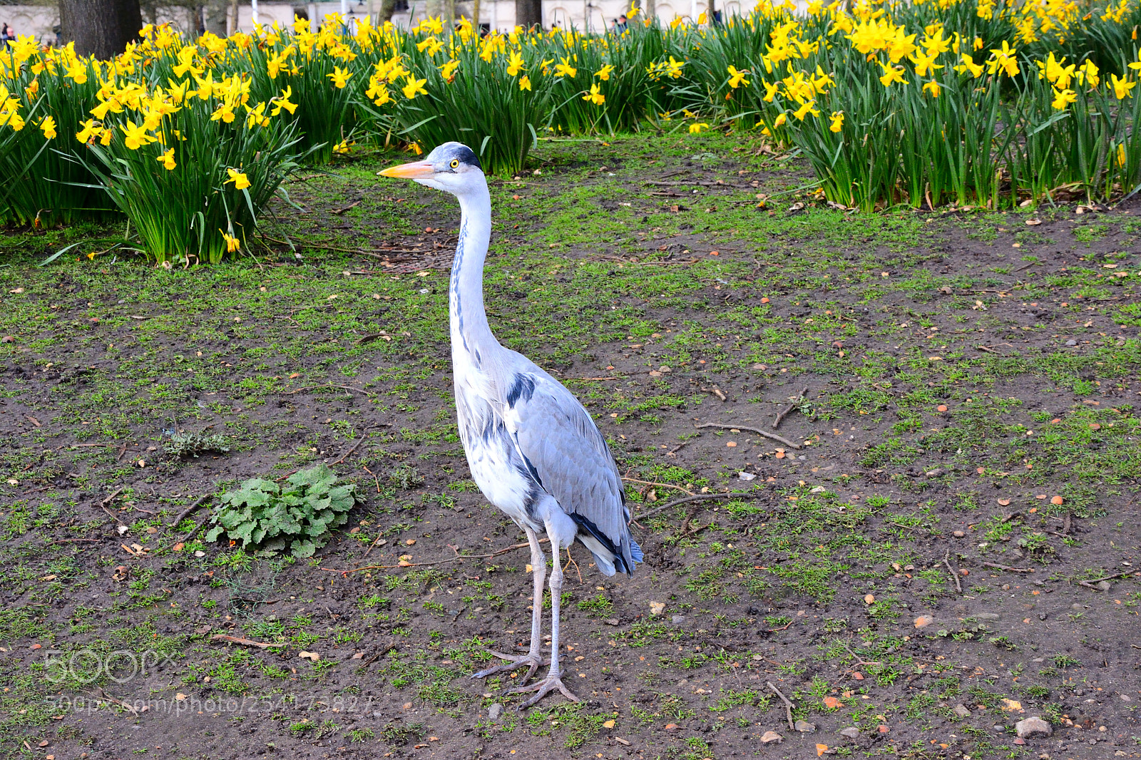 Nikon D7100 sample photo. Green & yellow photography