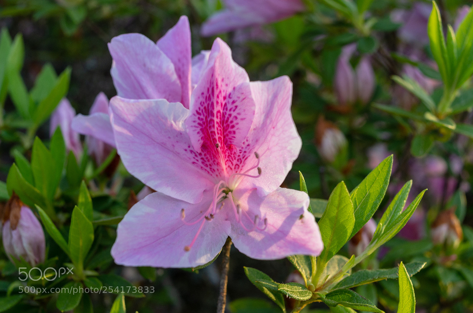 Pentax K-5 sample photo. Azalea photography