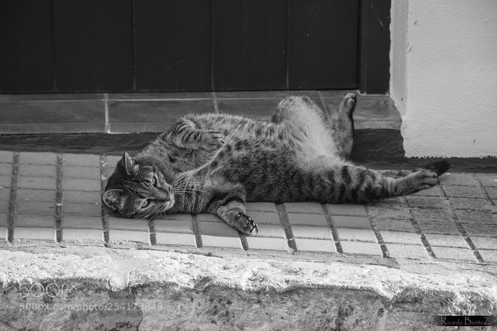 Nikon D7200 sample photo. Cat photography