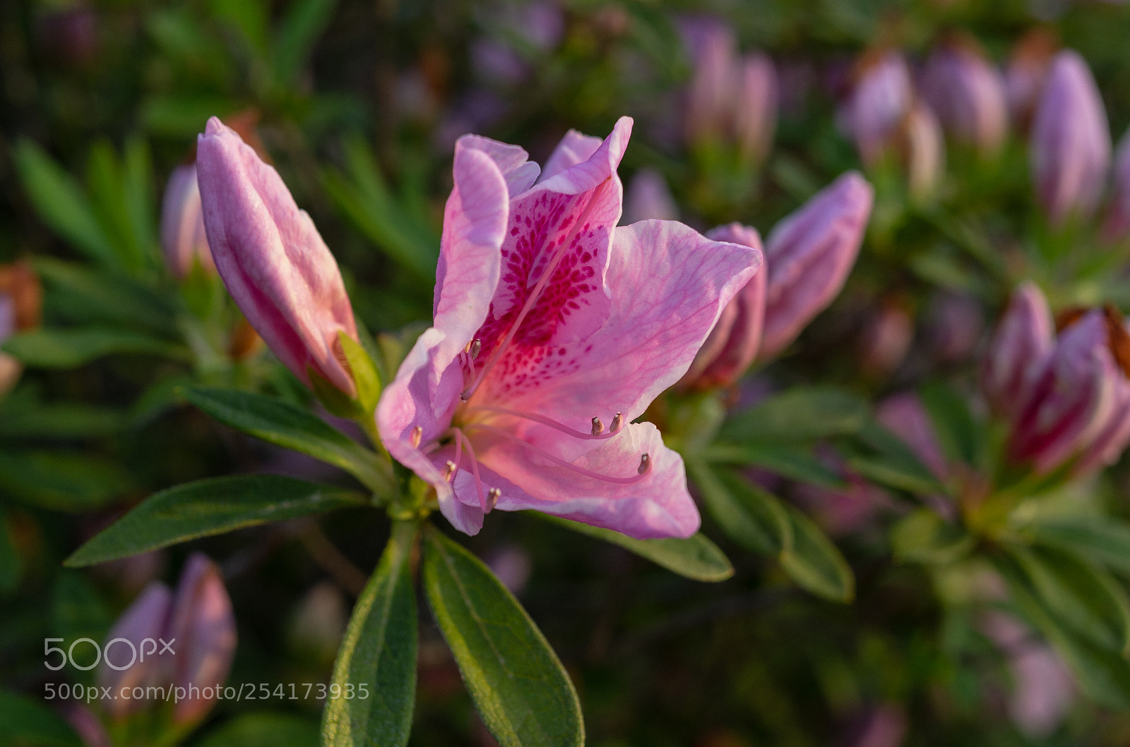Pentax K-5 sample photo. Azalea photography