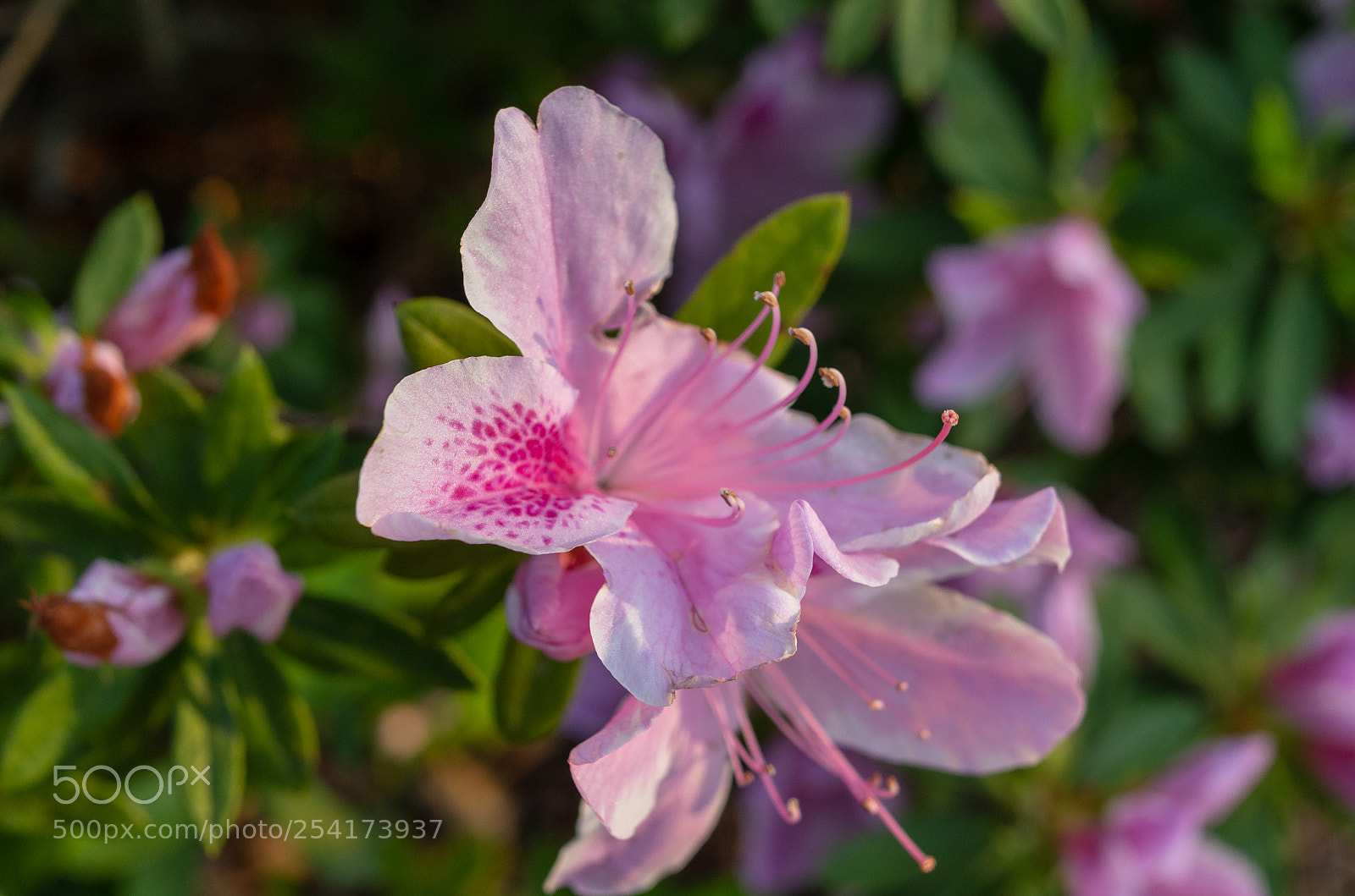 Pentax K-5 sample photo. Azalea photography