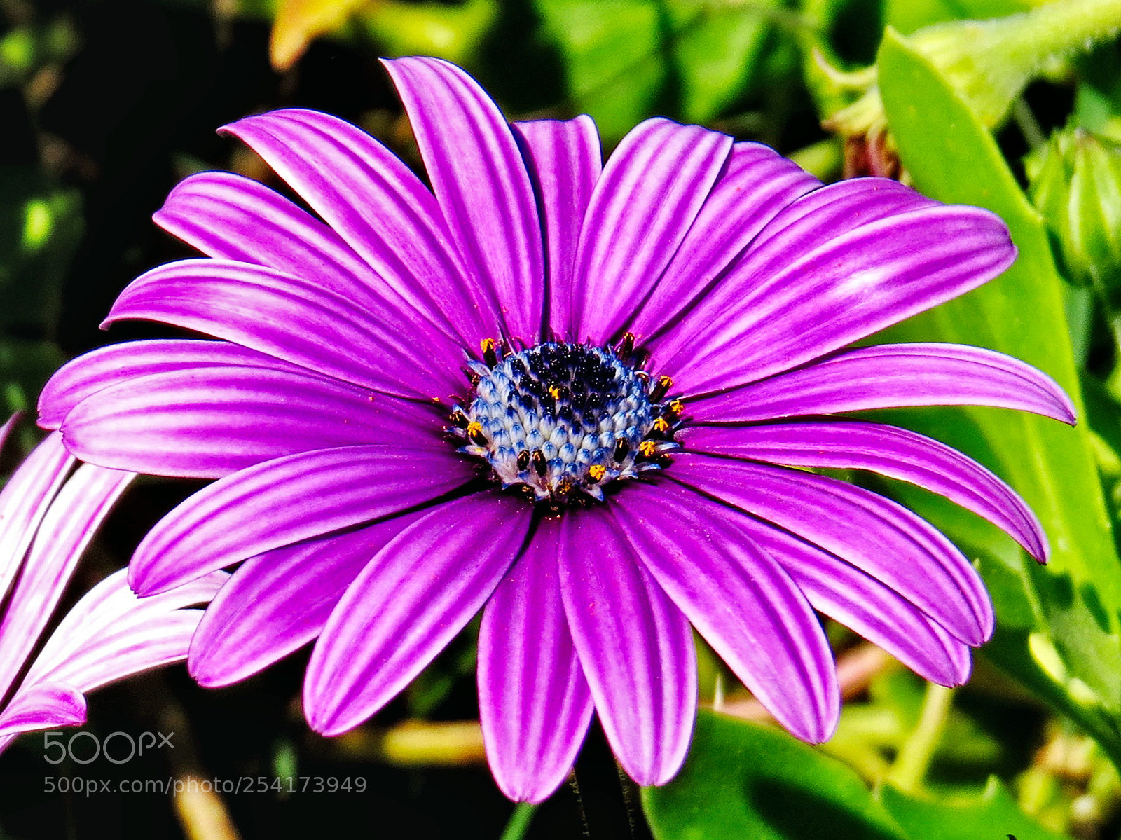 Canon PowerShot SX50 HS sample photo. A purple daisy flower photography