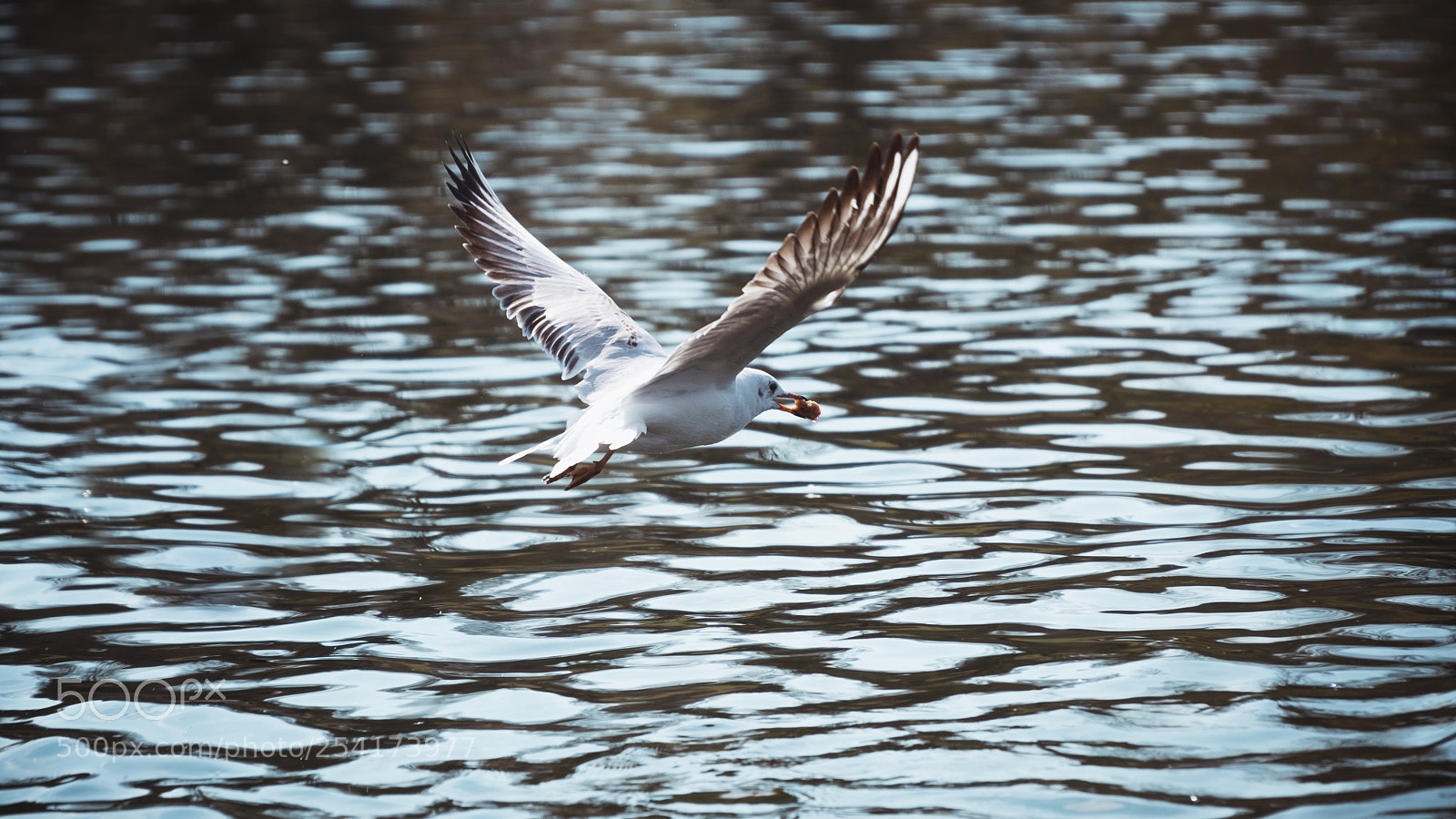 Sony a6500 sample photo. Dsc photography