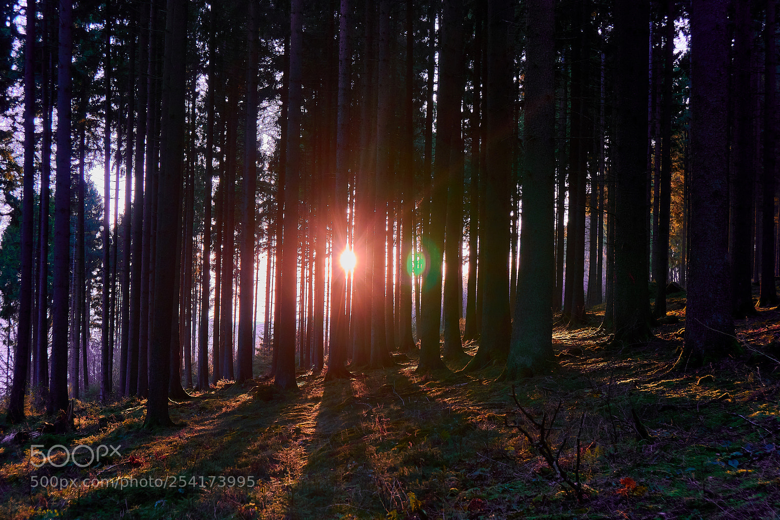 Sony a6500 sample photo. Forest photography
