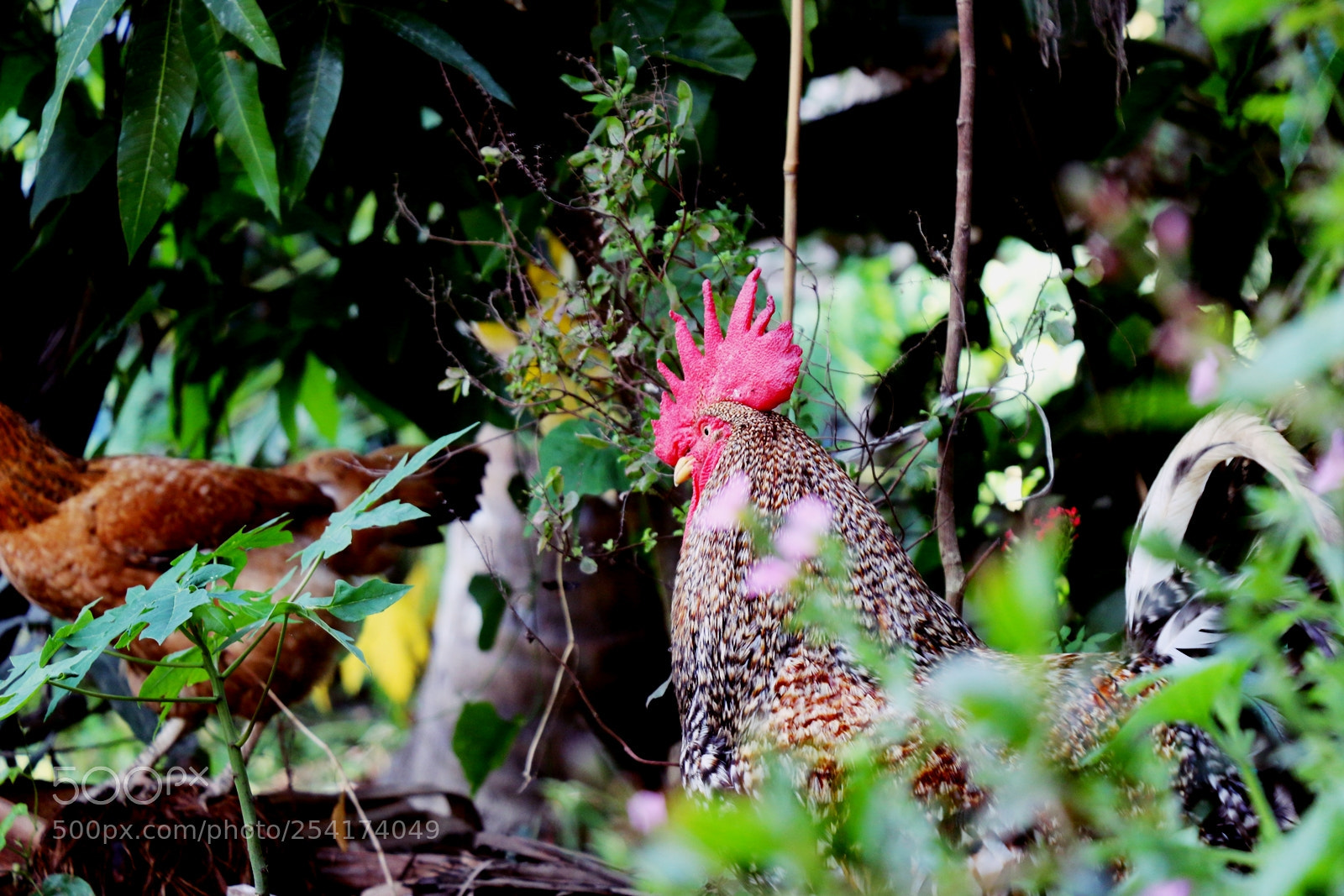 Canon EOS 70D sample photo. Desi titans photography