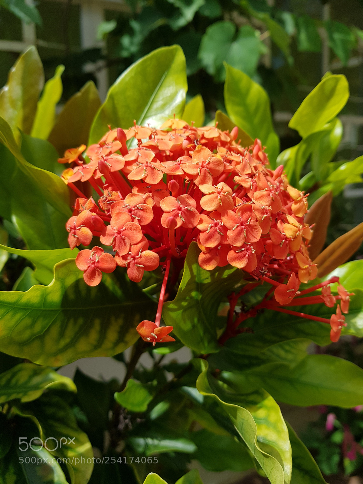 Samsung Galaxy S8 sample photo. Flower photography
