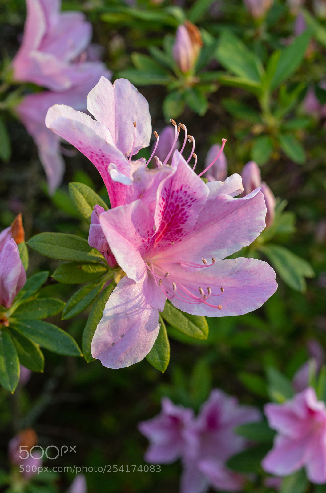Pentax K-5 sample photo. Azalea photography