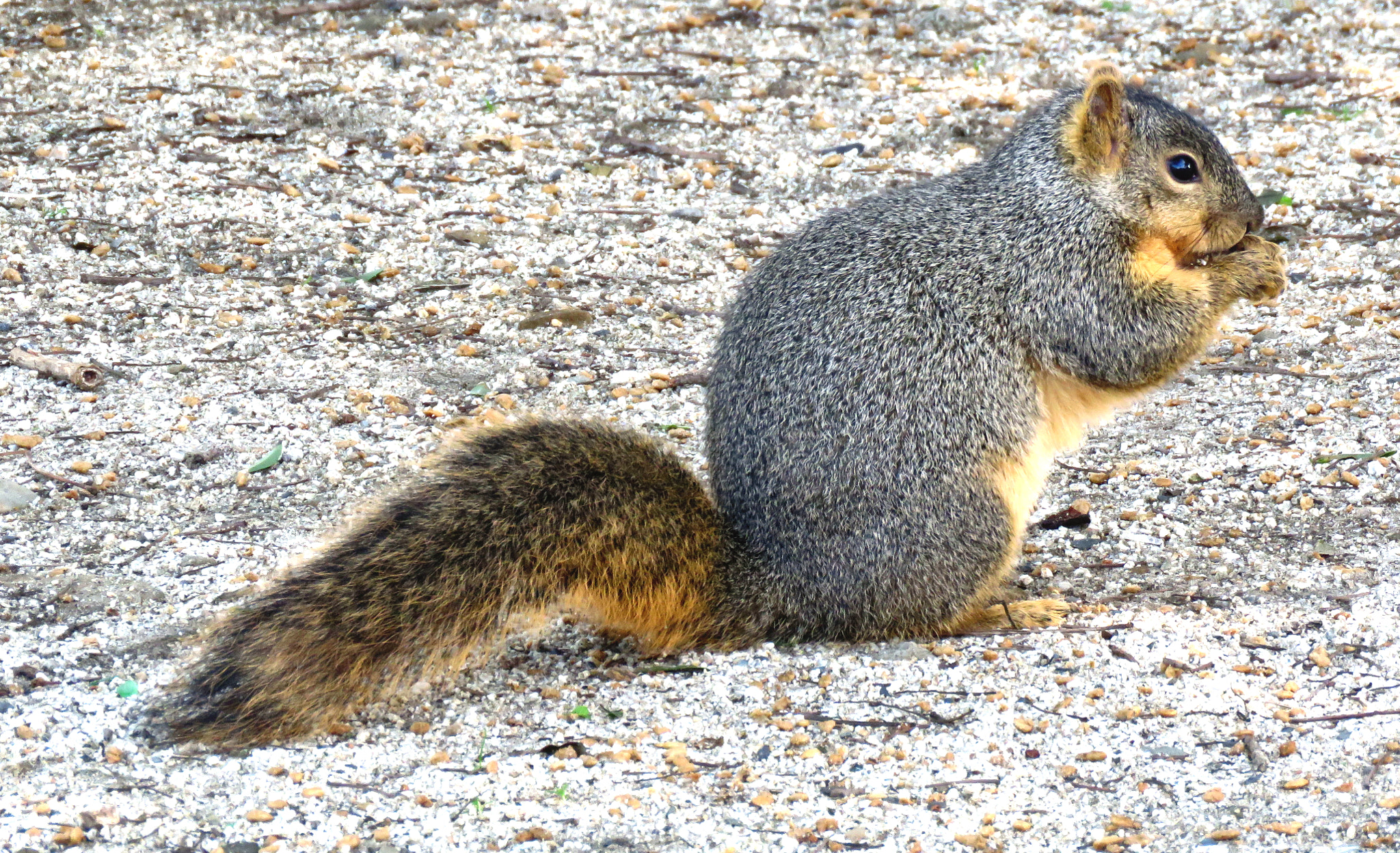 Canon PowerShot SX60 HS + 3.8 - 247.0 mm sample photo. A squirrel eating in the park photography