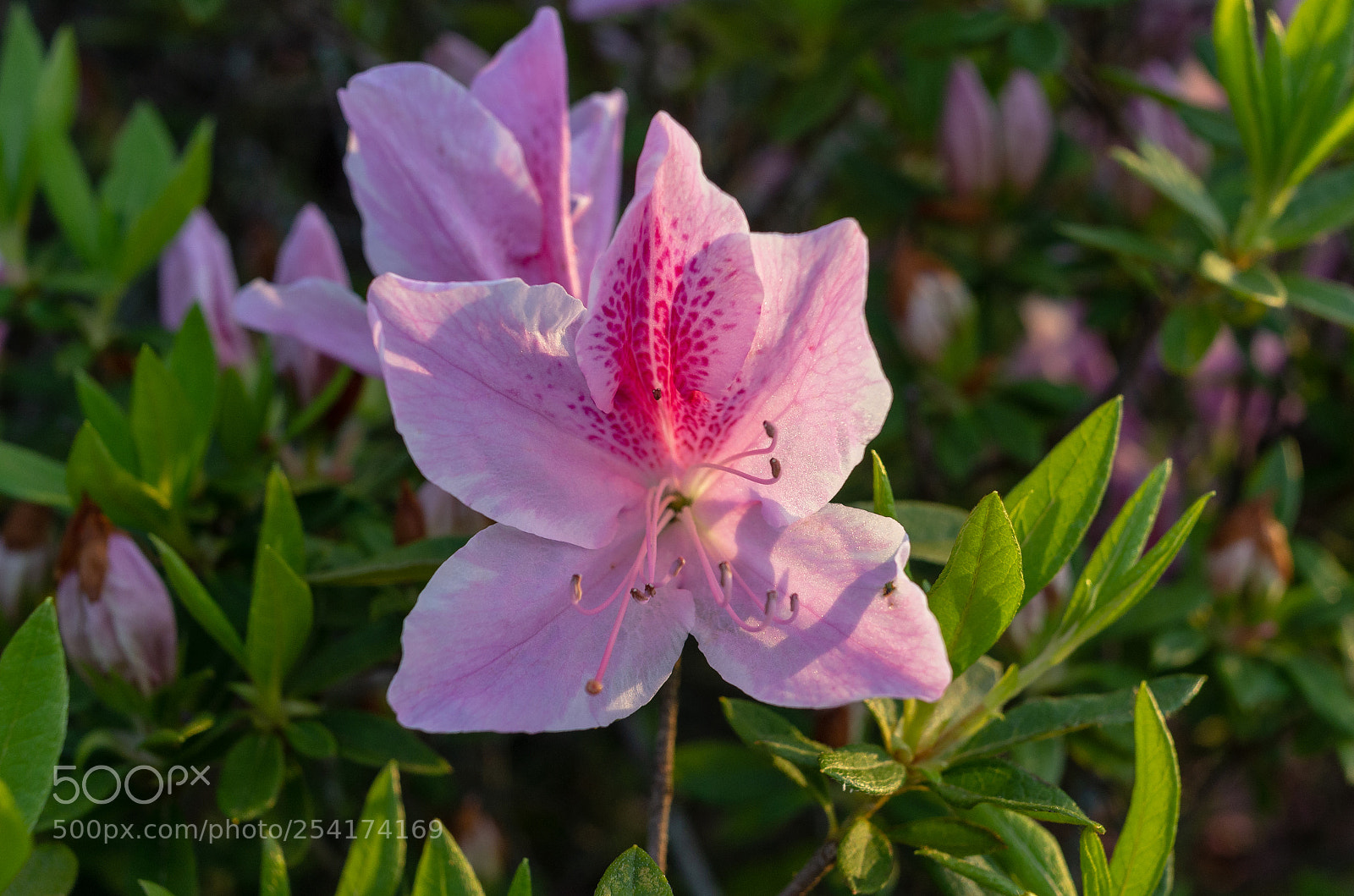 Pentax K-5 sample photo. Azalea photography