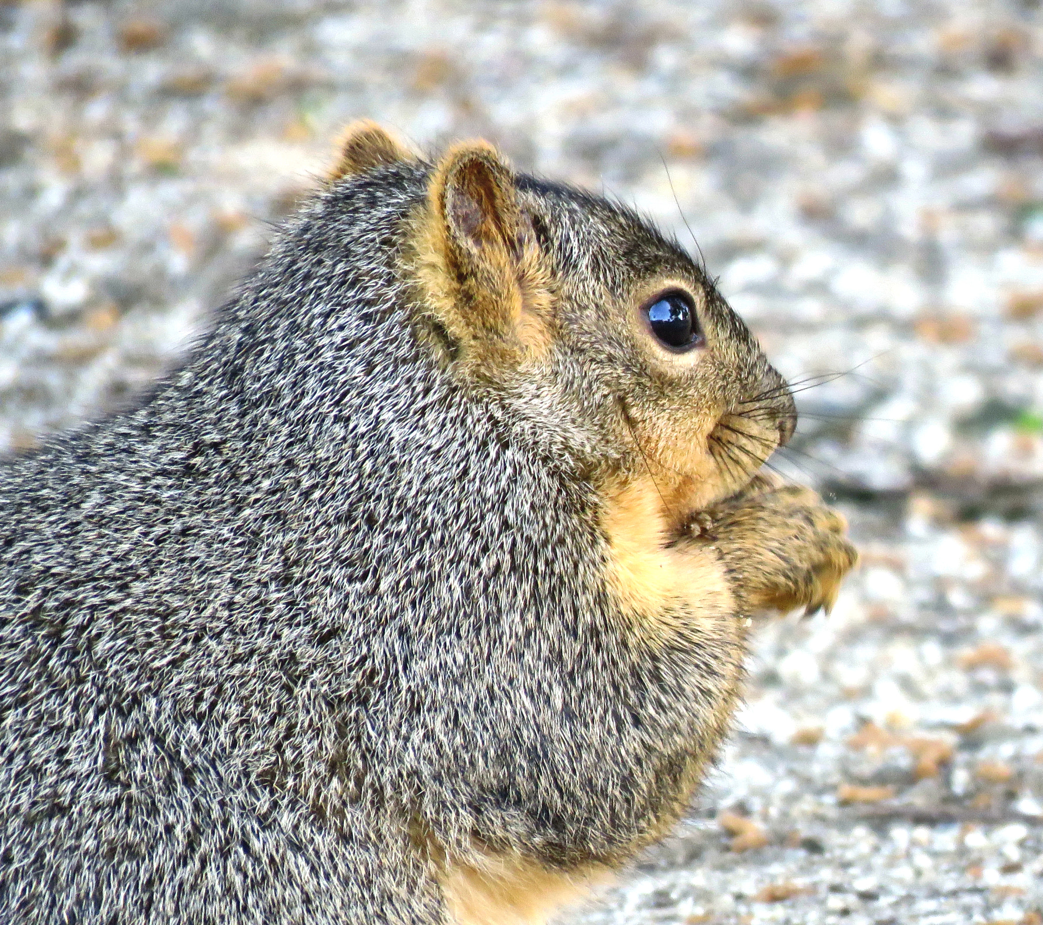 Canon PowerShot SX60 HS sample photo. Squirrel eating in the park portrait photography