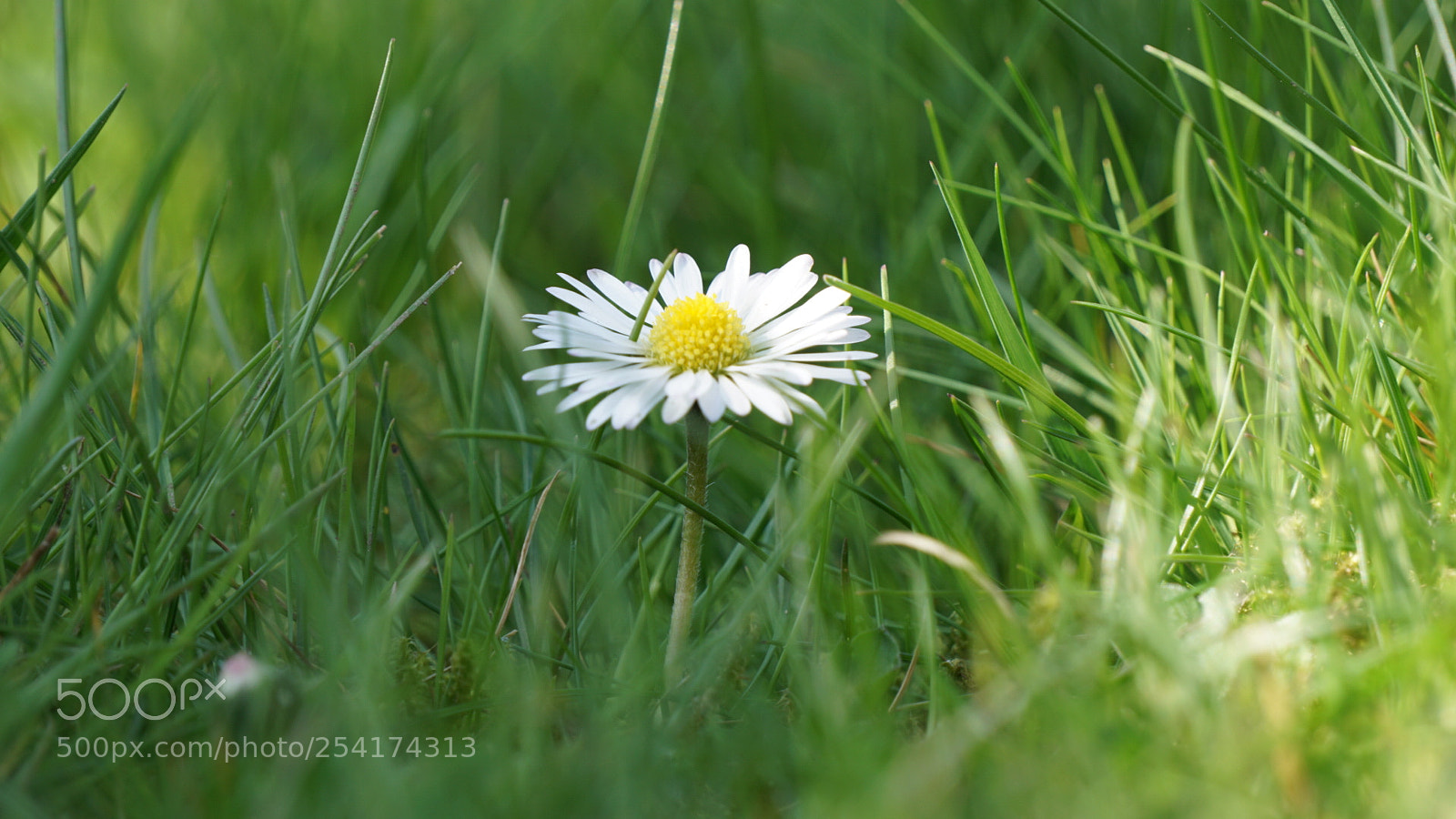 Sony a6000 sample photo. Little flower photography