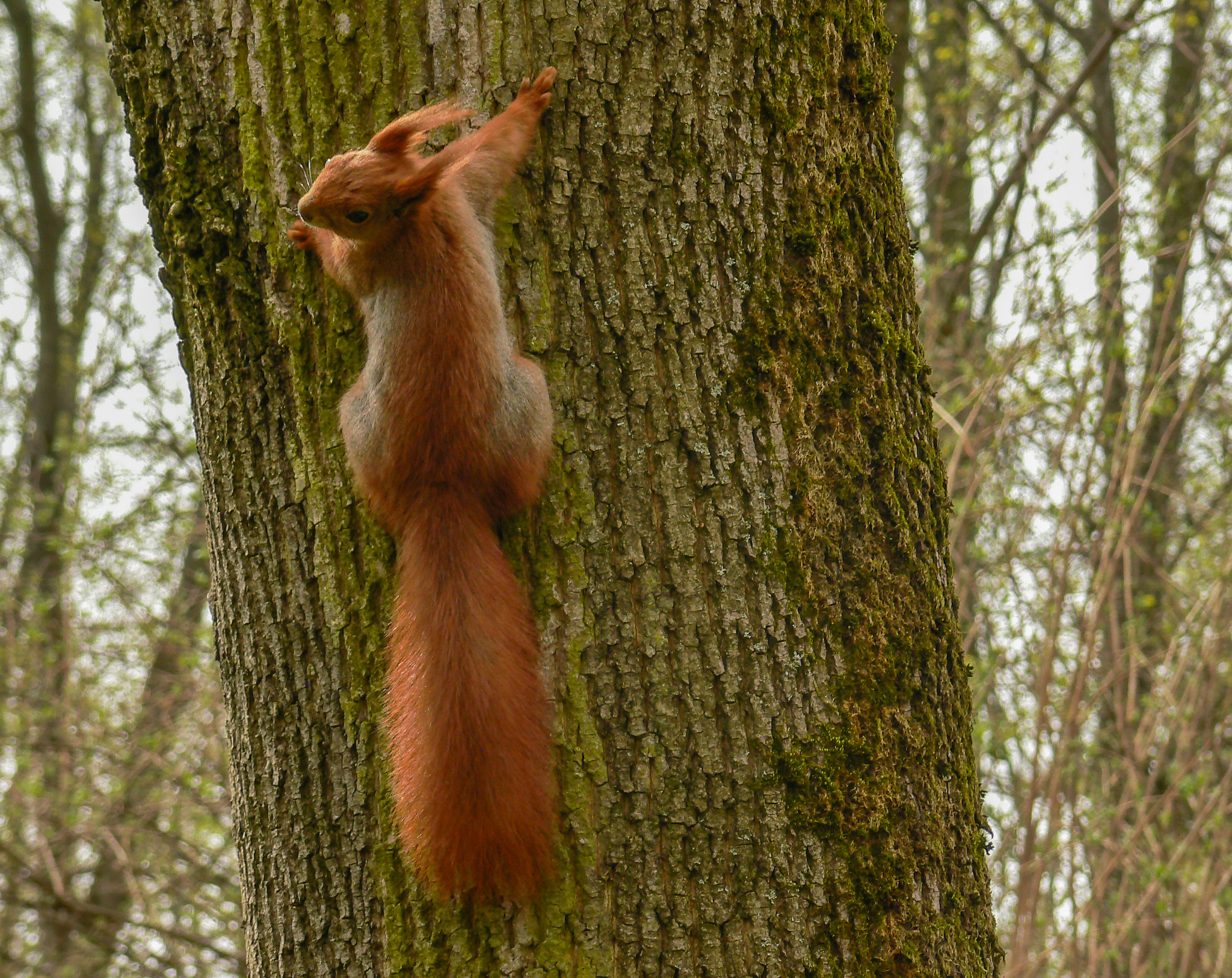 Panasonic DMC-FZ7 sample photo. Squirrel crawl the tree photography