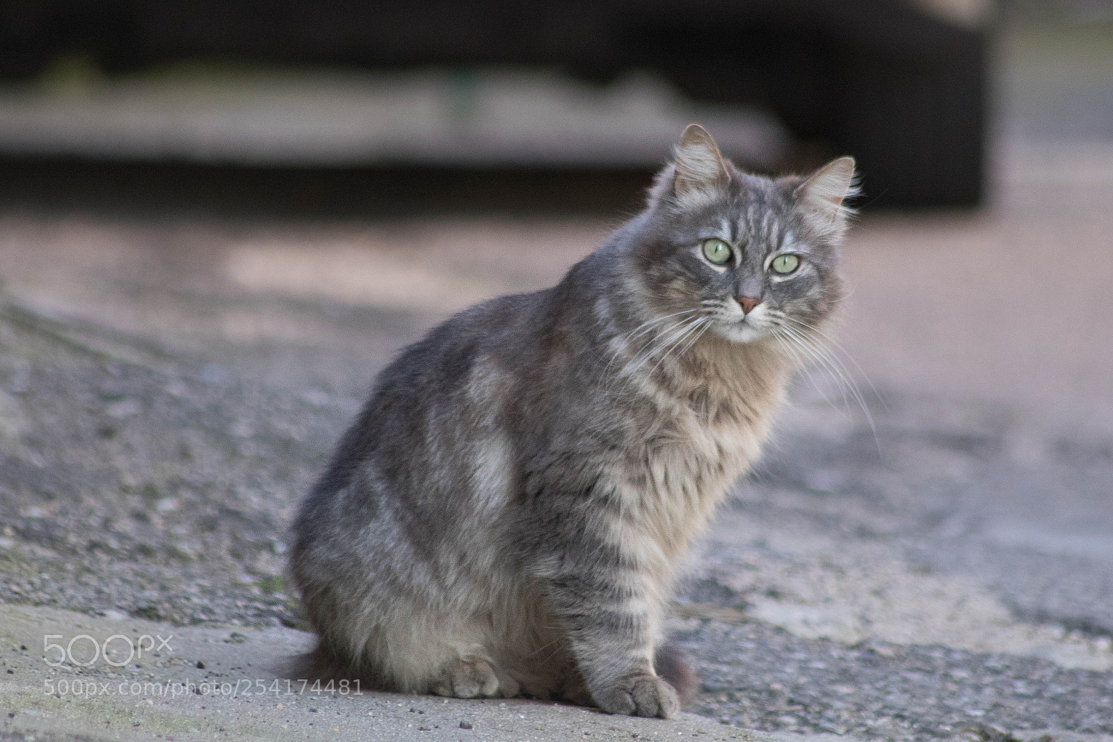 Canon EOS 750D (EOS Rebel T6i / EOS Kiss X8i) sample photo. Untitled photography