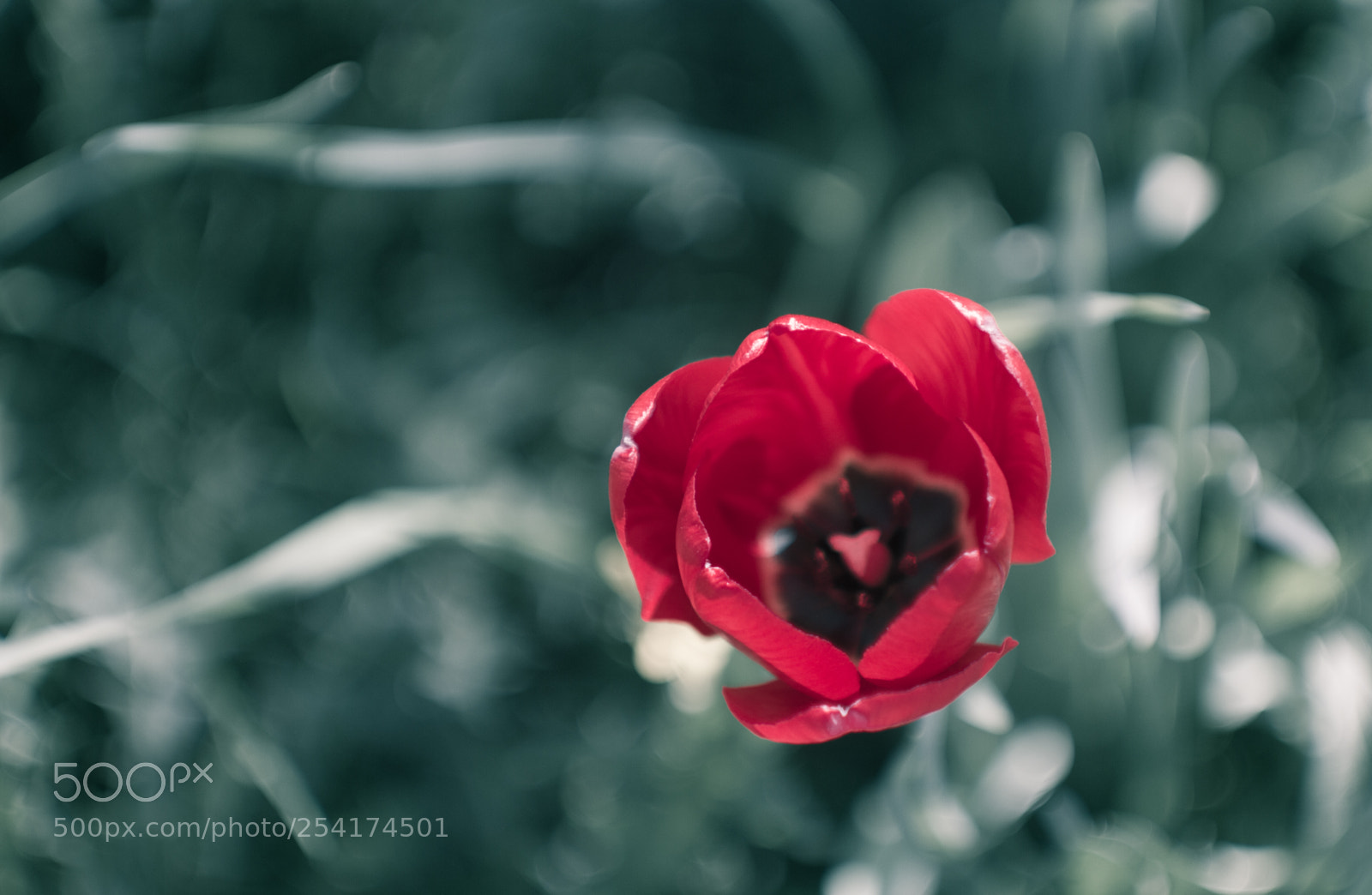 Canon EOS 7D sample photo. Solo tulip 1 photography