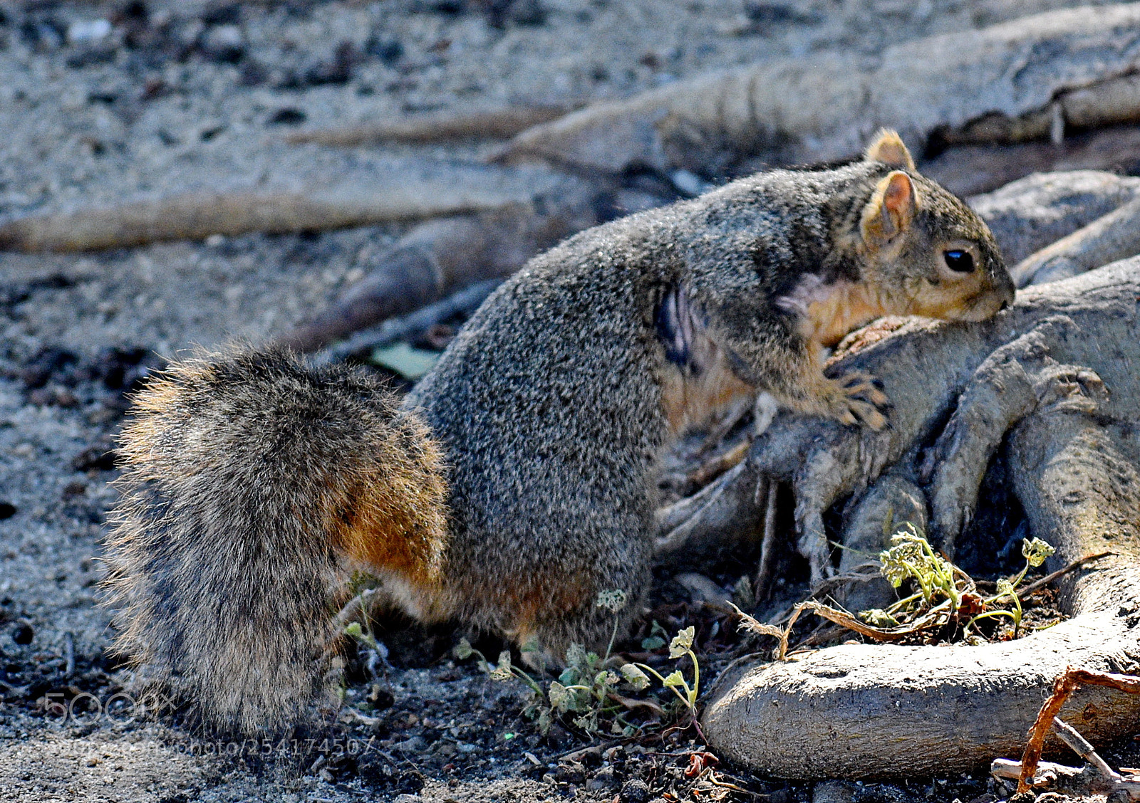 Nikon D7200 sample photo. A squirrel looking at photography