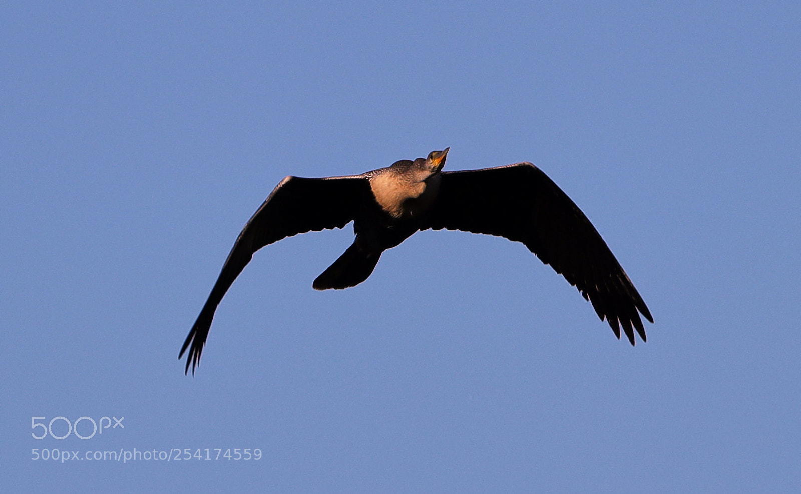 Canon EOS-1D X Mark II sample photo. 04-18-18-0013278.jpg photography