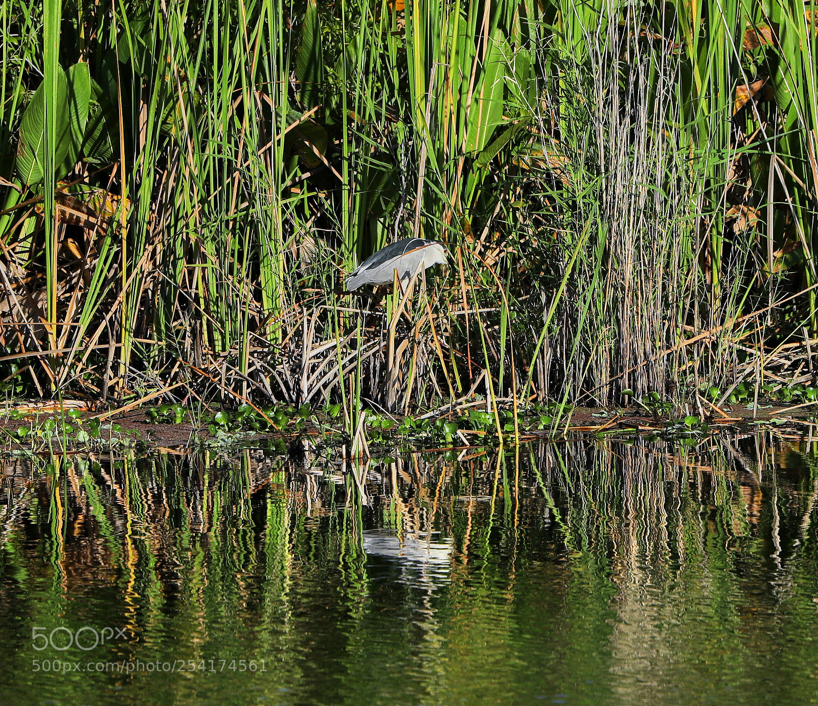 Canon EOS-1D X Mark II sample photo. 04-18-18-0013282.jpg photography