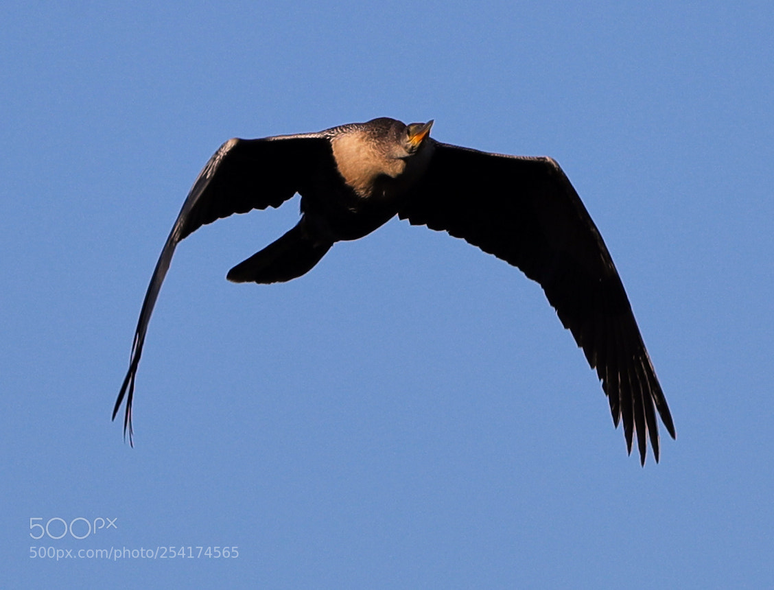 Canon EOS-1D X Mark II sample photo. 04-18-18-0013277.jpg photography