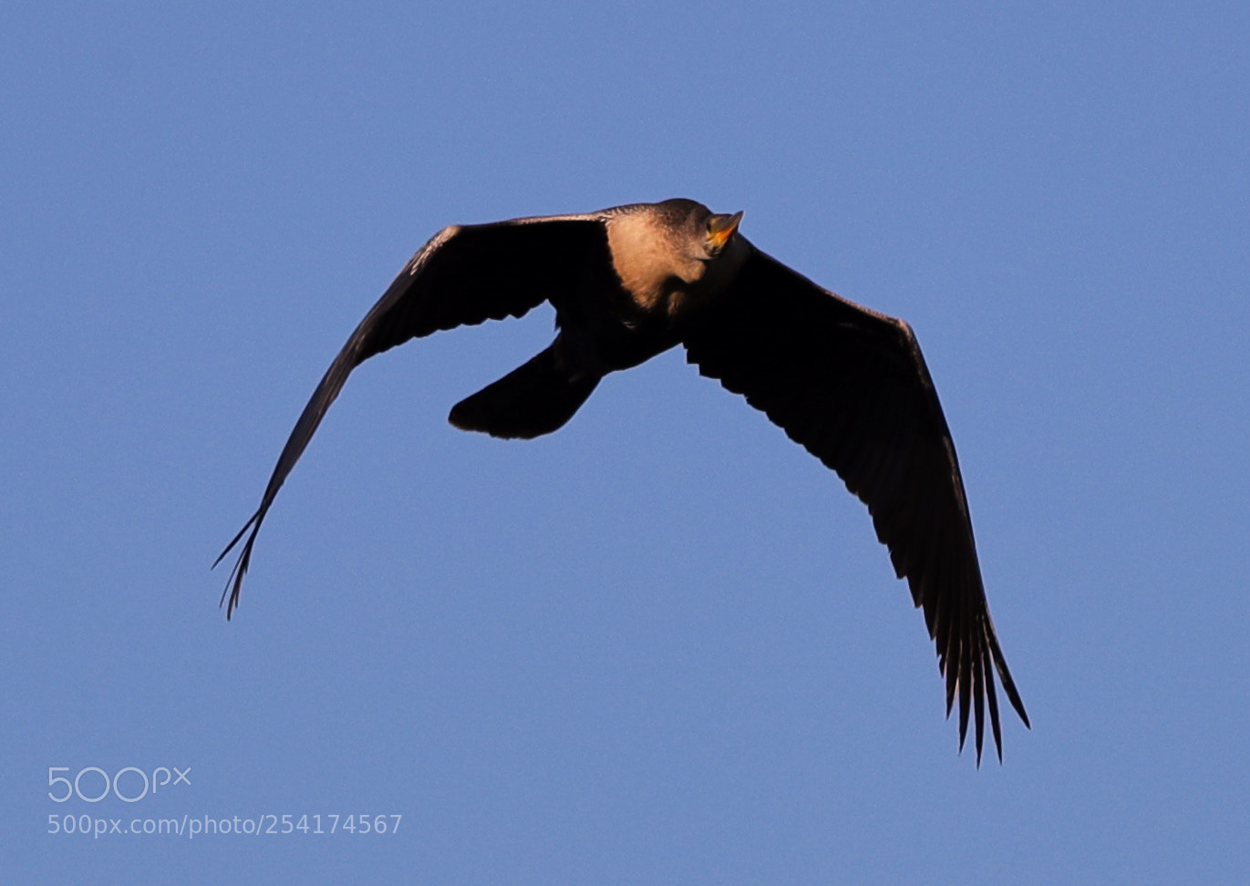 Canon EOS-1D X Mark II sample photo. 04-18-18-0013276.jpg photography