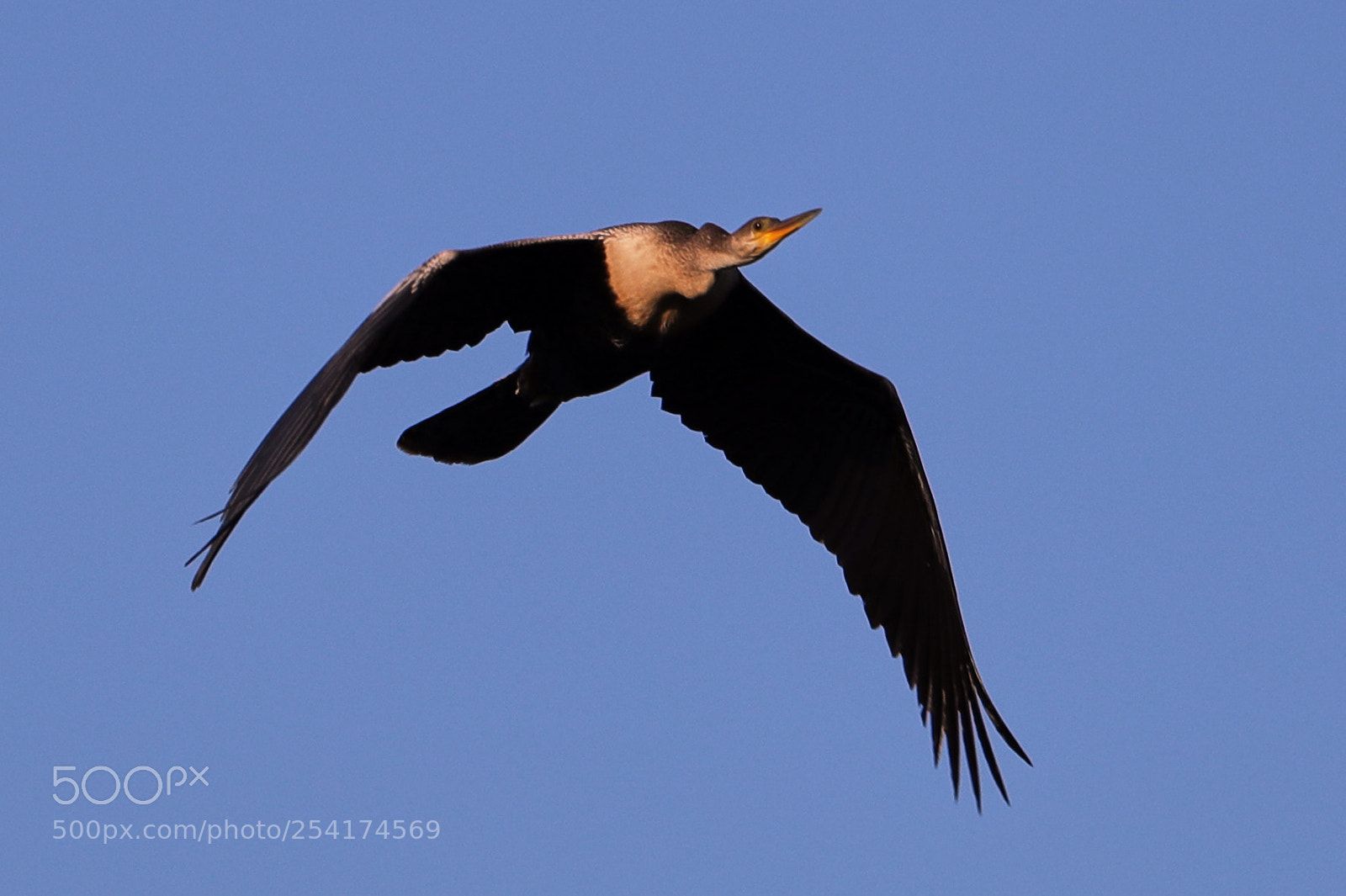 Canon EOS-1D X Mark II sample photo. 04-18-18-0013275.jpg photography