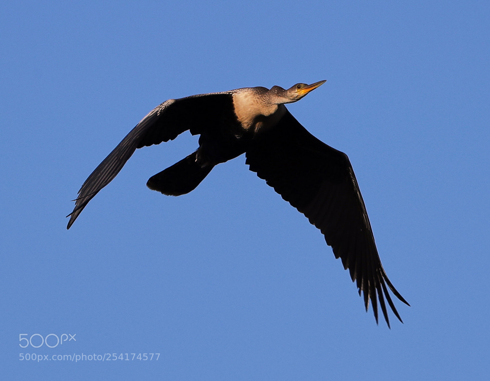 Canon EOS-1D X Mark II sample photo. 04-18-18-0013274.jpg photography