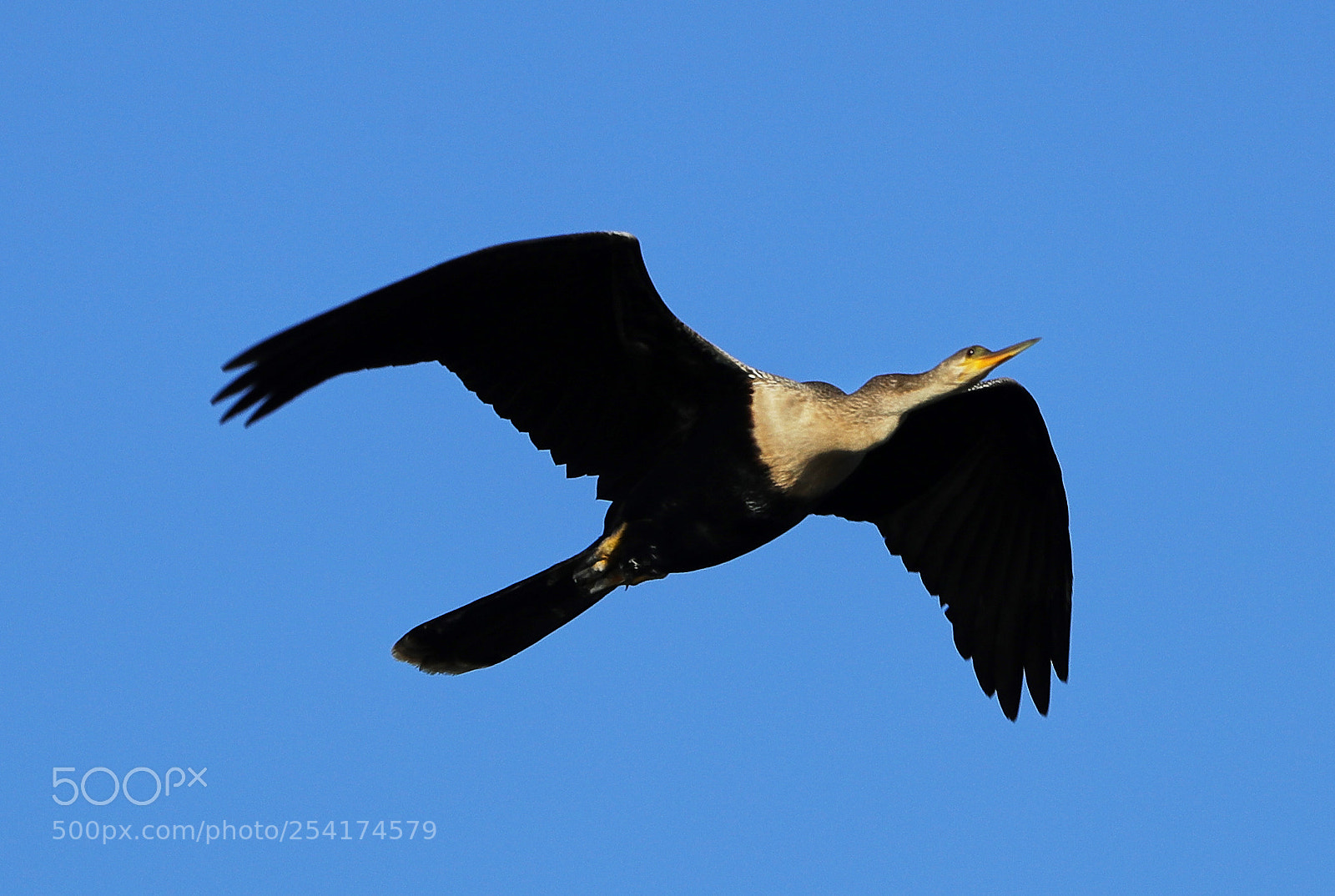 Canon EOS-1D X Mark II sample photo. 04-18-18-0013273.jpg photography