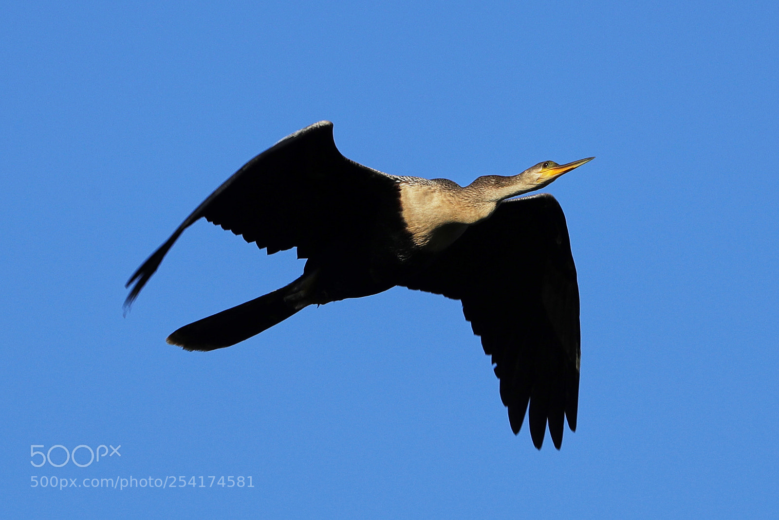 Canon EOS-1D X Mark II sample photo. 04-18-18-0013272.jpg photography