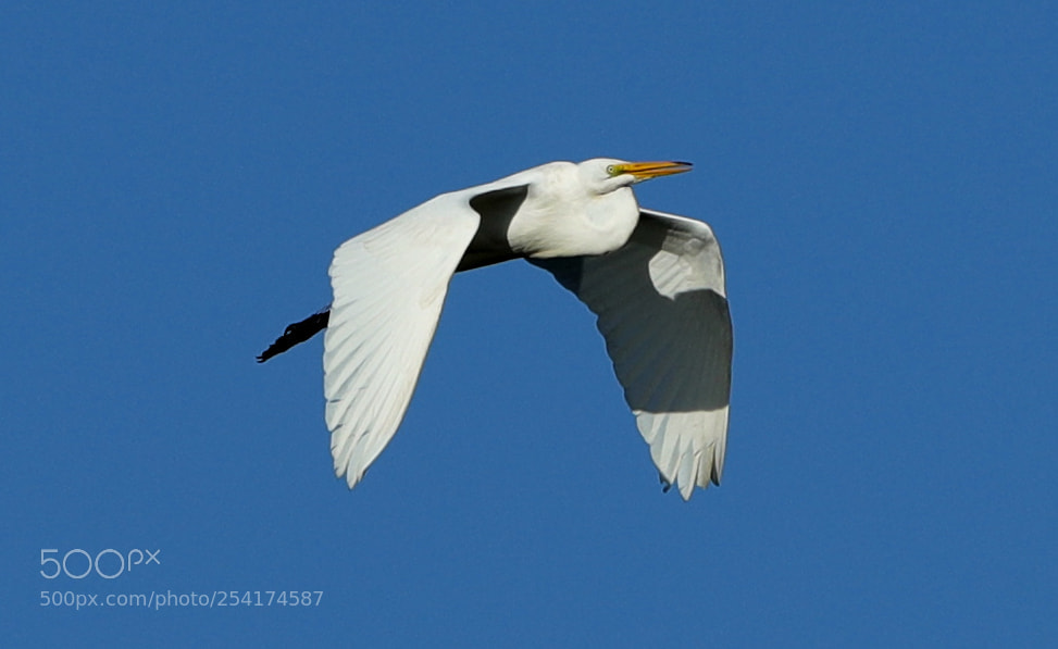 Canon EOS-1D X Mark II sample photo. 04-18-18-0013267.jpg photography