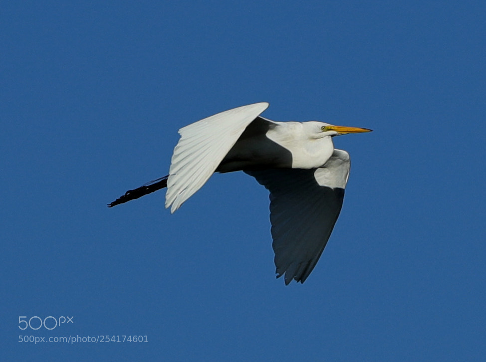 Canon EOS-1D X Mark II sample photo. 04-18-18-0013264.jpg photography
