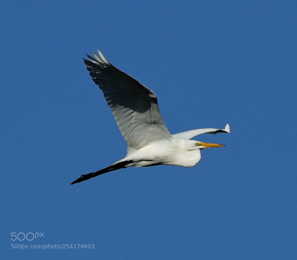 Canon EOS-1D X Mark II sample photo. 04-18-18-0013265.jpg photography