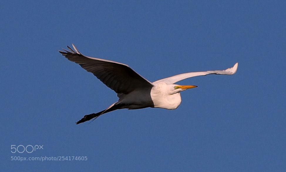 Canon EOS-1D X Mark II sample photo. 04-18-18-0013266.jpg photography