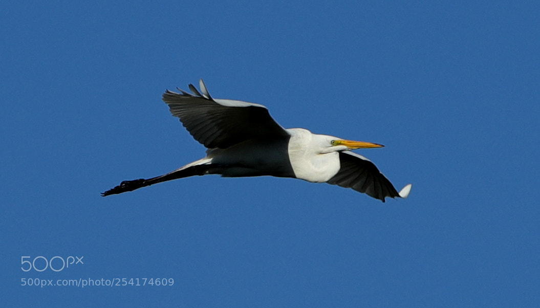 Canon EOS-1D X Mark II sample photo. 04-18-18-0013263.jpg photography