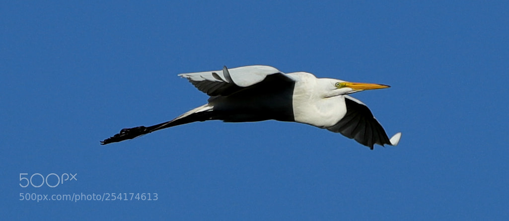 Canon EOS-1D X Mark II sample photo. 04-18-18-0013262.jpg photography