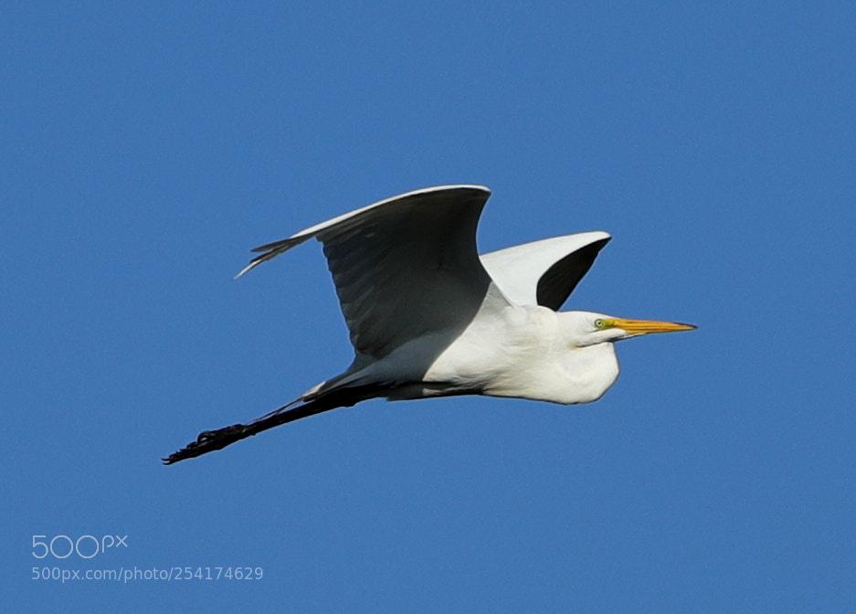 Canon EOS-1D X Mark II sample photo. 04-18-18-0013261.jpg photography