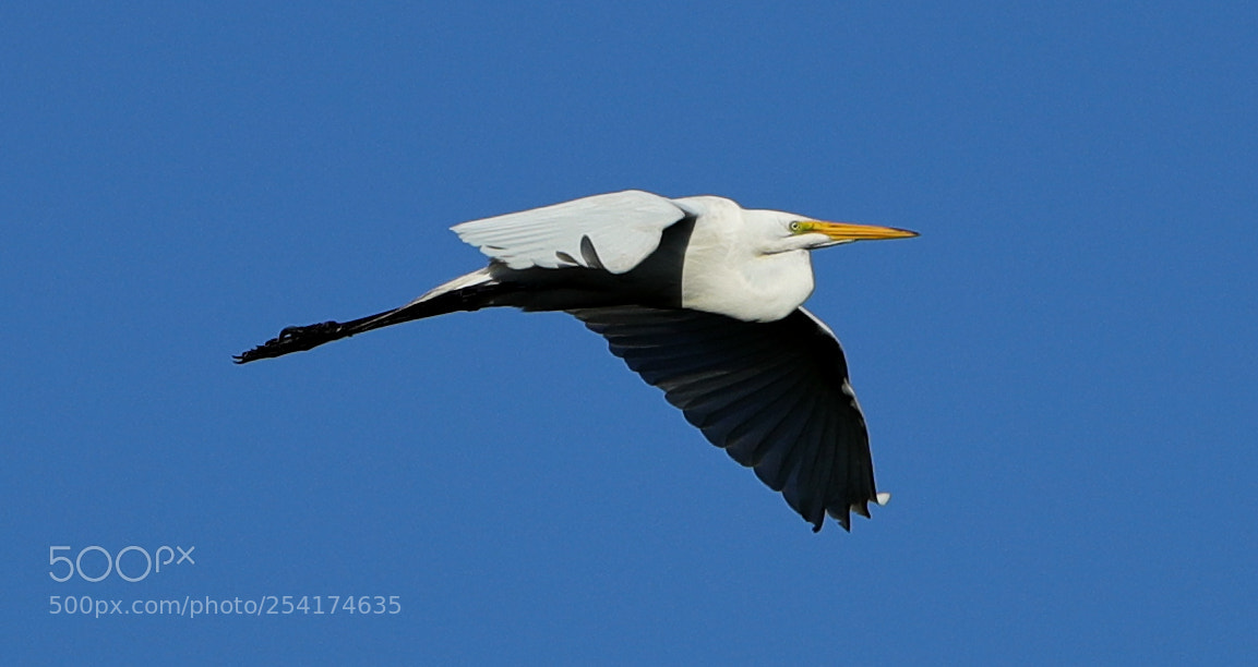 Canon EOS-1D X Mark II sample photo. 04-18-18-0013259.jpg photography