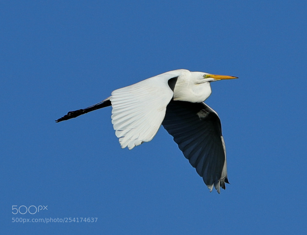 Canon EOS-1D X Mark II sample photo. 04-18-18-0013260.jpg photography