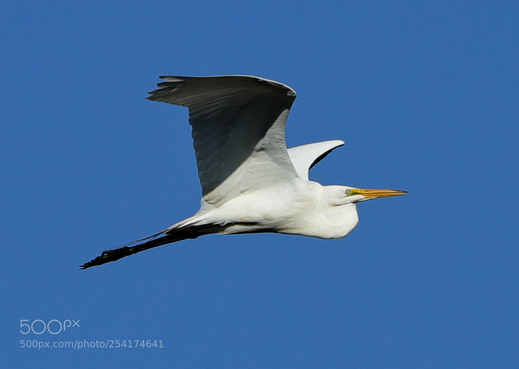 Canon EOS-1D X Mark II sample photo. 04-18-18-0013258.jpg photography