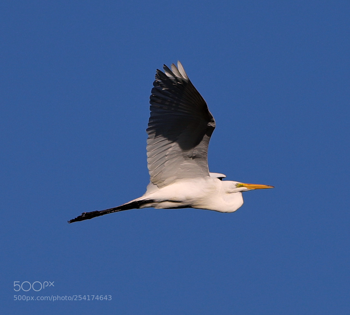 Canon EOS-1D X Mark II sample photo. 04-18-18-0013255.jpg photography