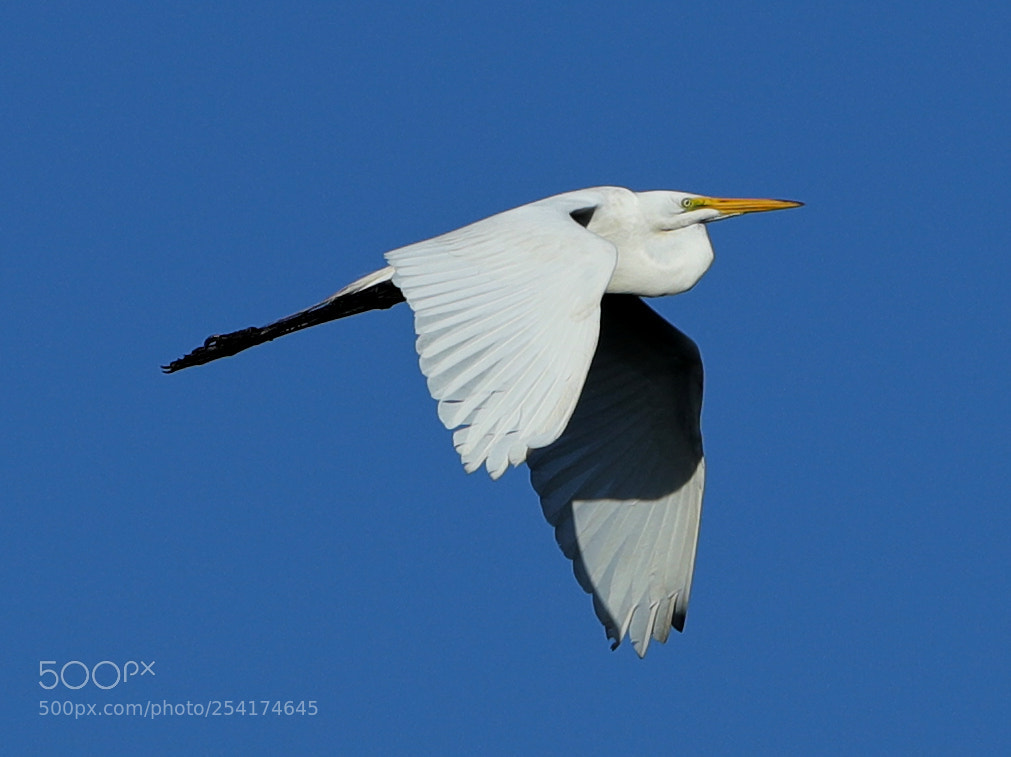 Canon EOS-1D X Mark II sample photo. 04-18-18-0013257.jpg photography