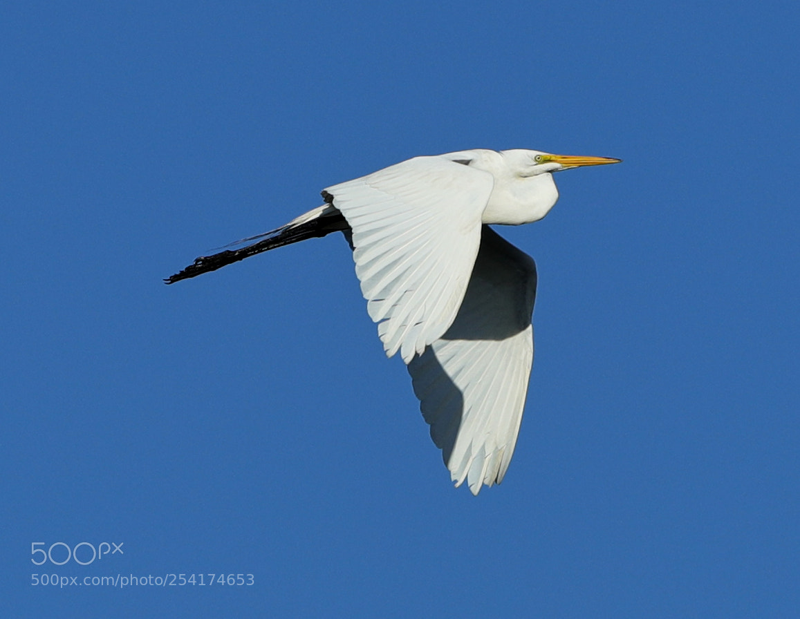 Canon EOS-1D X Mark II sample photo. 04-18-18-0013256.jpg photography
