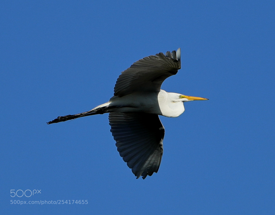 Canon EOS-1D X Mark II sample photo. 04-18-18-0013253.jpg photography