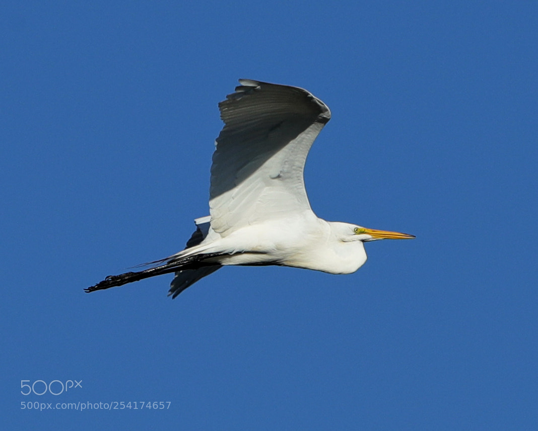 Canon EOS-1D X Mark II sample photo. 04-18-18-0013252.jpg photography