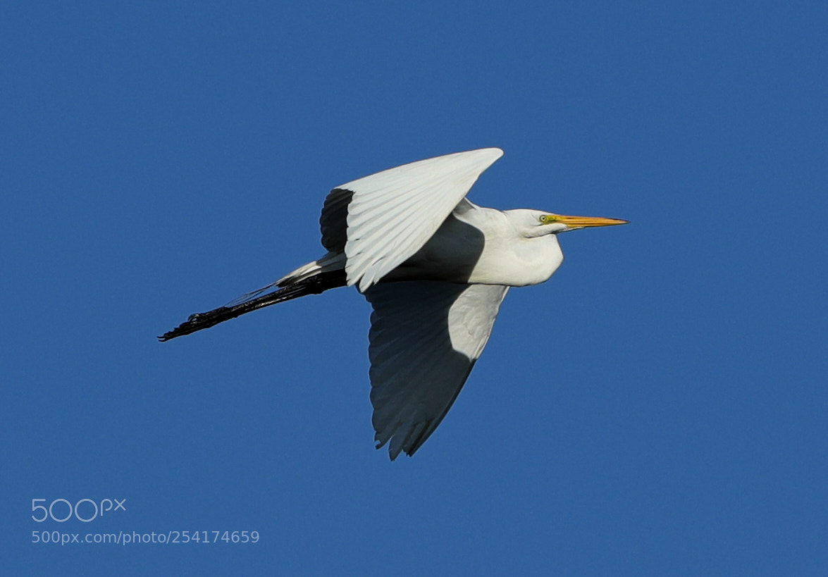 Canon EOS-1D X Mark II sample photo. 04-18-18-0013254.jpg photography
