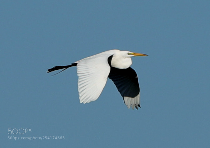 Canon EOS-1D X Mark II sample photo. 04-18-18-0013248.jpg photography