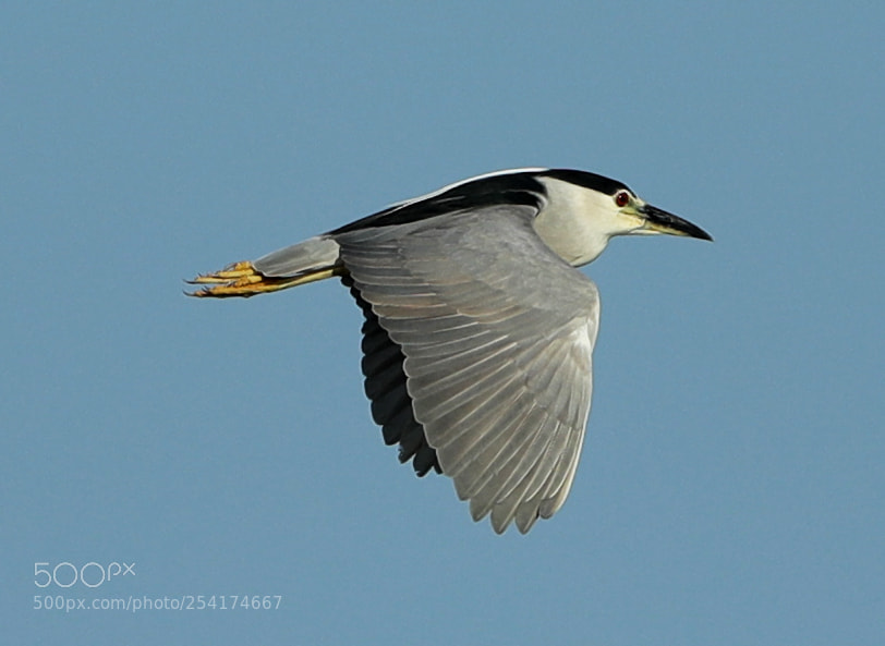 Canon EOS-1D X Mark II sample photo. 04-18-18-0013245.jpg photography