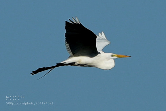 Canon EOS-1D X Mark II sample photo. 04-18-18-0013247.jpg photography
