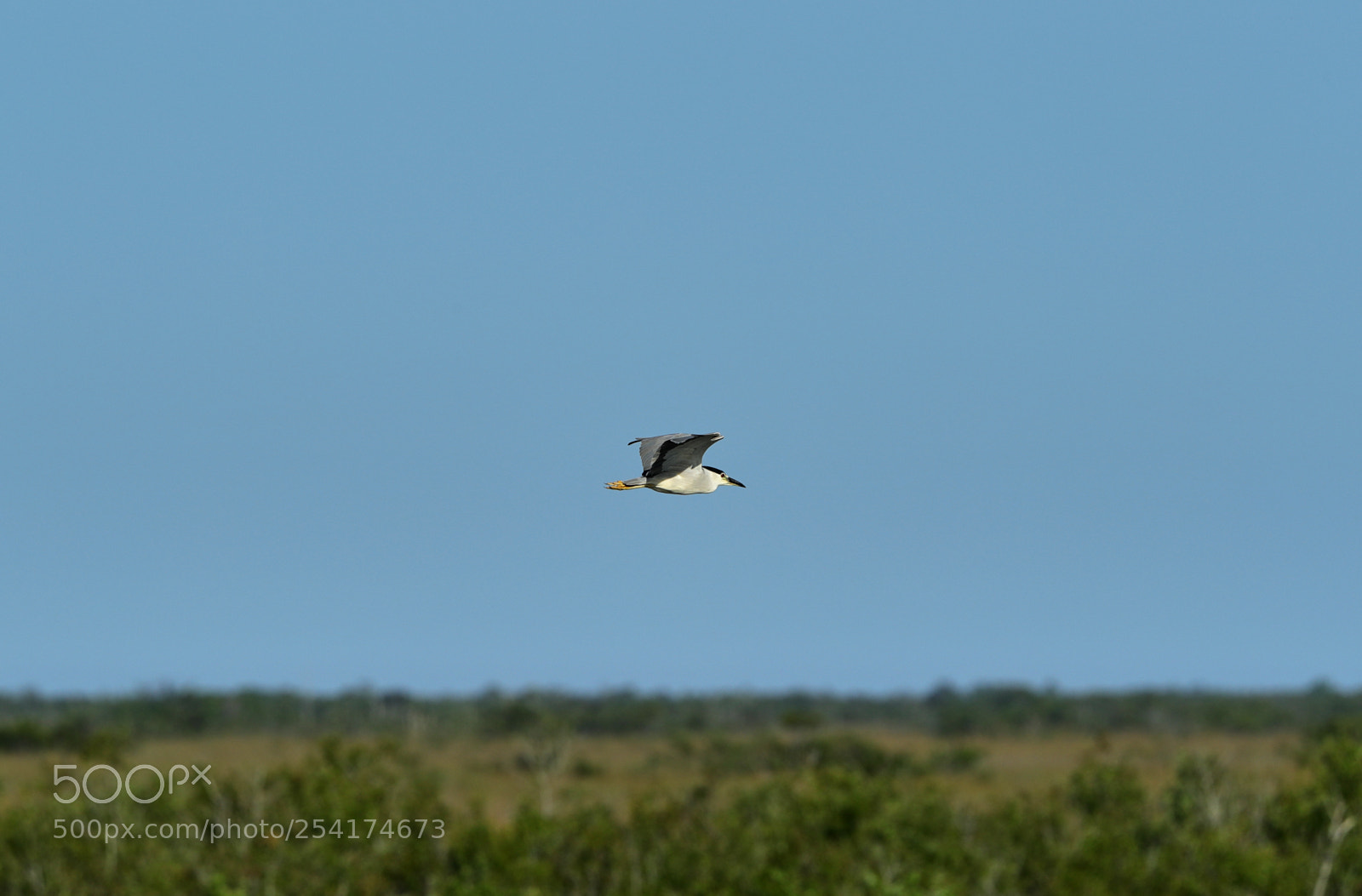Canon EOS-1D X Mark II sample photo. 04-18-18-0013244.jpg photography